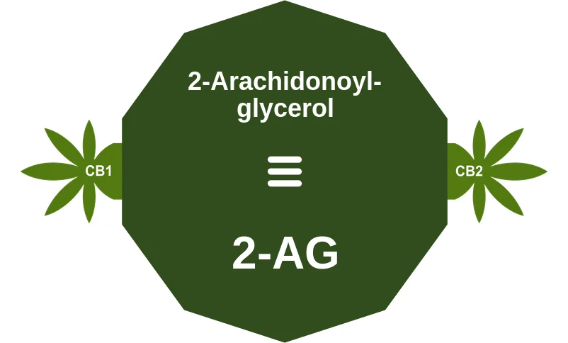 2-Arachidonoylglycerol ballicule: receptor binding, kinetics and half-life diagram