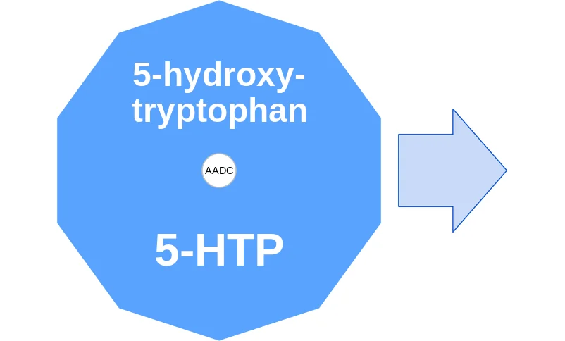 5-hydroxytryptophan ballicule: receptor binding, kinetics and half-life diagram