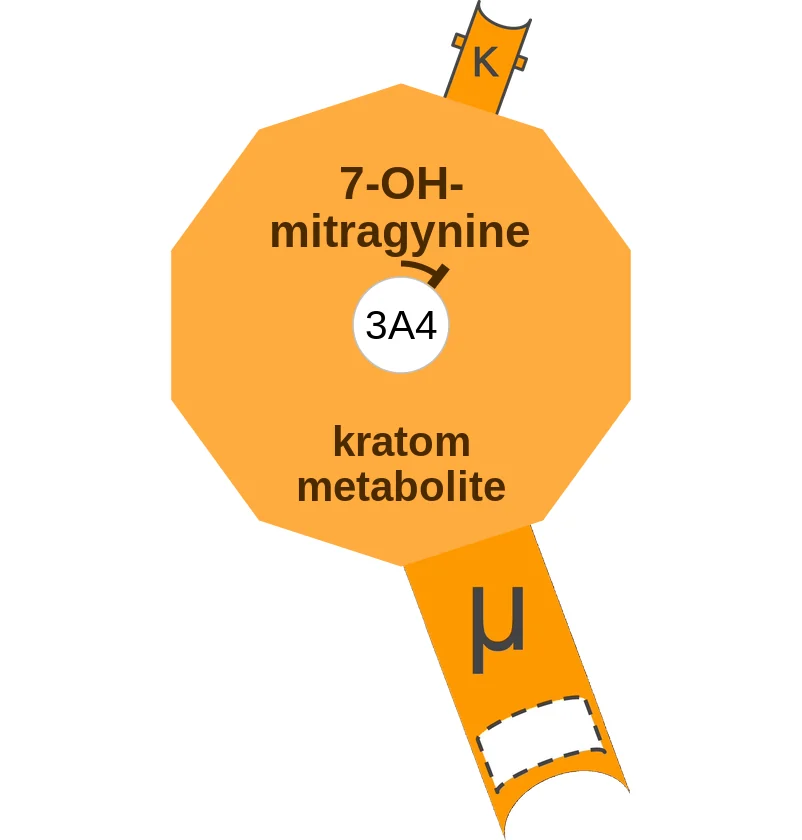 7-OH-mitragynine ballicule: receptor binding, kinetics and half-life diagram