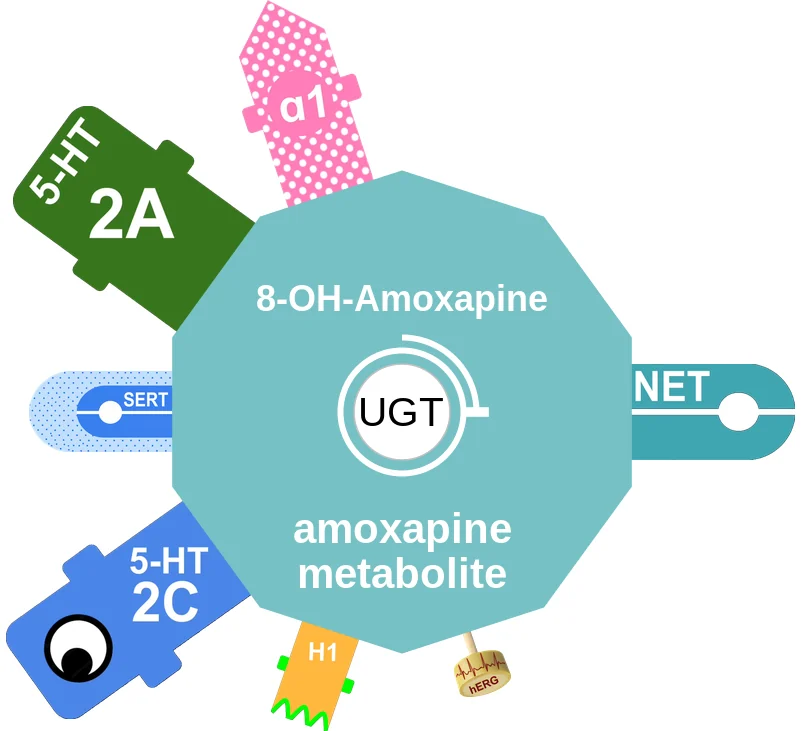 8-OH-Amoxapine ballicule: receptor binding, kinetics and half-life diagram