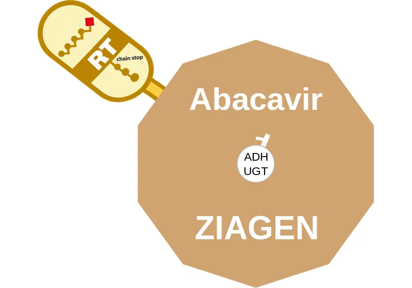 Abacavir ballicule: receptor binding, kinetics and half-life diagram