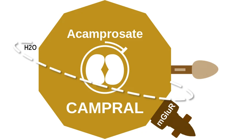 Acamprosate ballicule: receptor binding, kinetics and half-life diagram