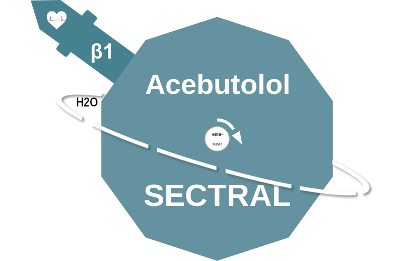 Acebutolol ballicule: receptor binding, kinetics and half-life diagram