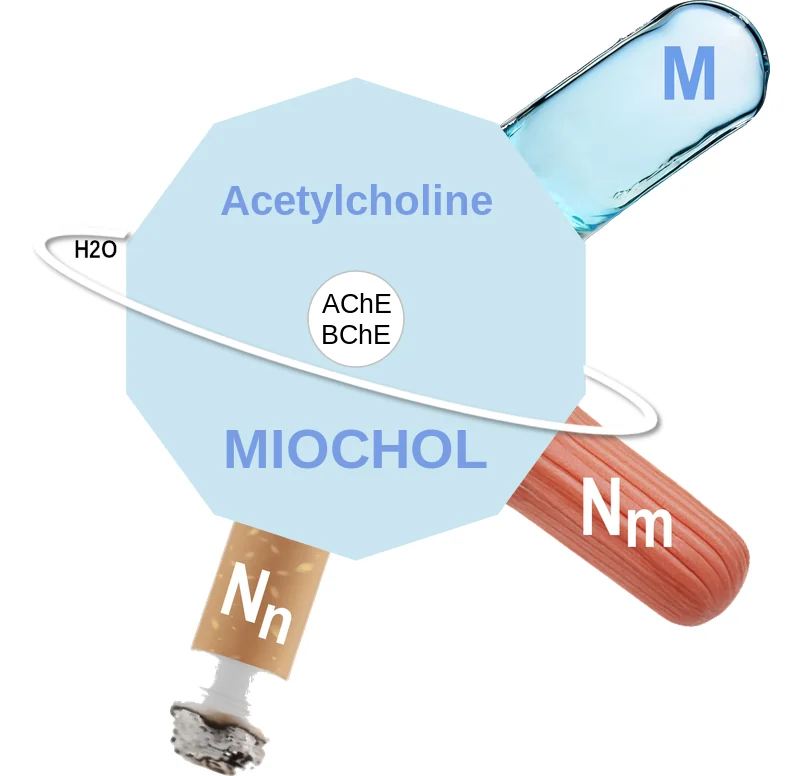 Acetylcholine ballicule: receptor binding, kinetics and half-life diagram
