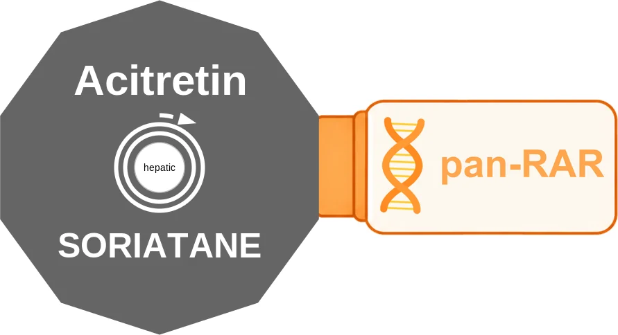 Acitretin ballicule: receptor binding, kinetics and half-life diagram