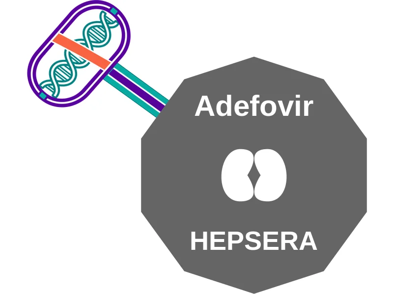 Adefovir ballicule: receptor binding, kinetics and half-life diagram