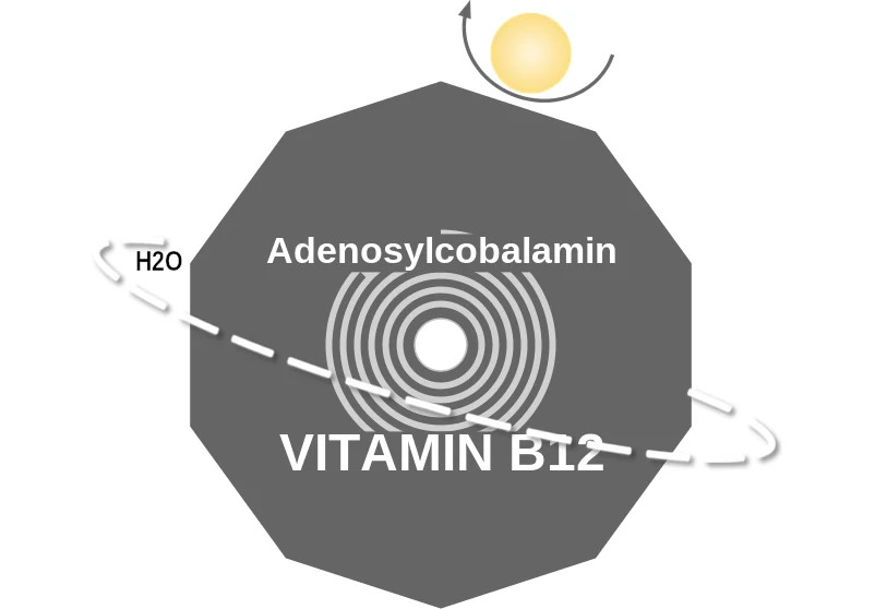 Adenosylcobalamin ballicule: receptor binding, kinetics and half-life diagram