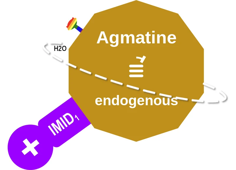 Agmatine ballicule: receptor binding, kinetics and half-life diagram