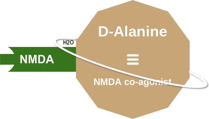 D-Alanine ballicule: receptor binding, kinetics and half-life diagram