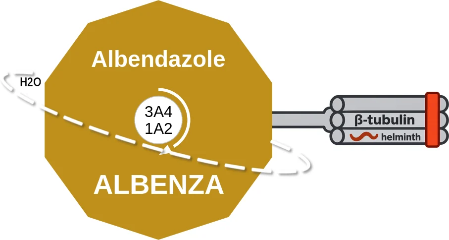 Albendazole ballicule: receptor binding, kinetics and half-life diagram