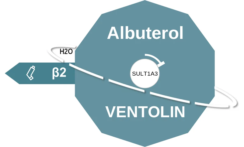 Albuterol ballicule: receptor binding, kinetics and half-life diagram