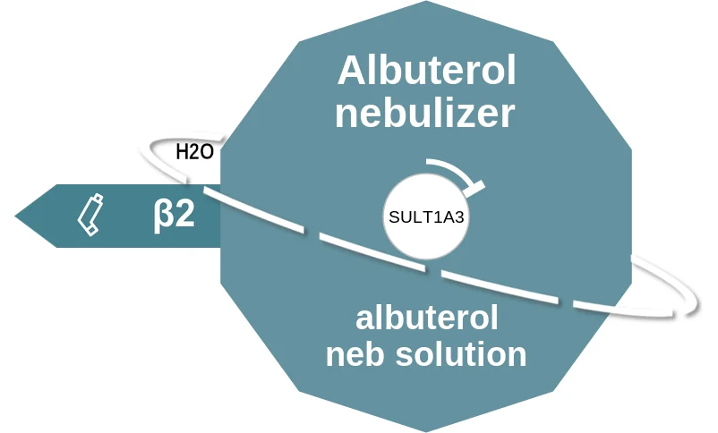 Albuterol nebulizer ballicule: receptor binding, kinetics and half-life diagram
