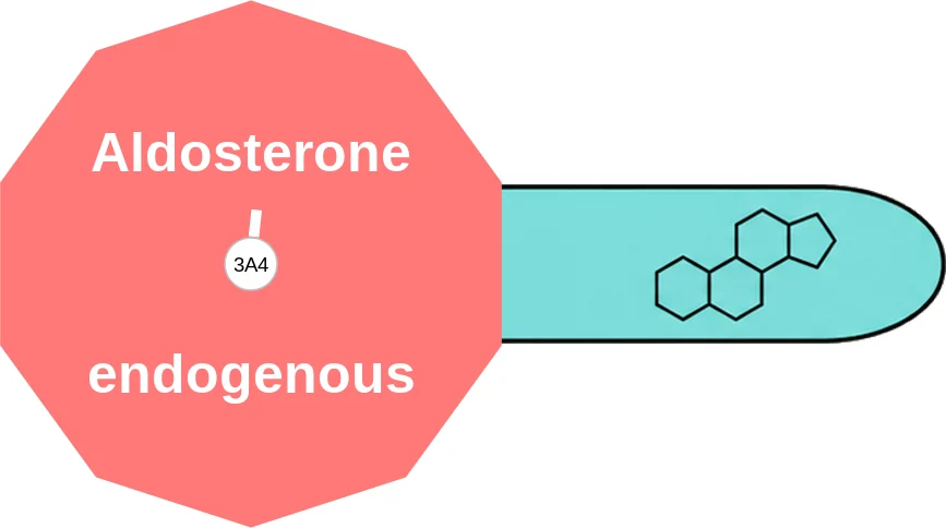 Aldosterone ballicule: receptor binding, kinetics and half-life diagram