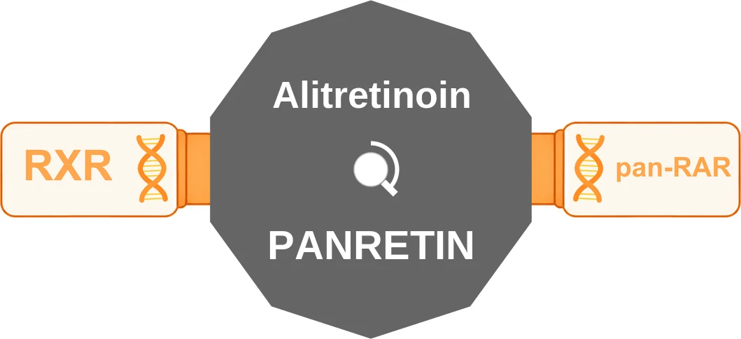 Alitretinoin ballicule: receptor binding, kinetics and half-life diagram