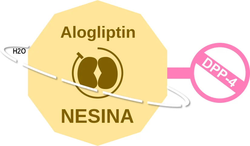 Alogliptin ballicule: receptor binding, kinetics and half-life diagram