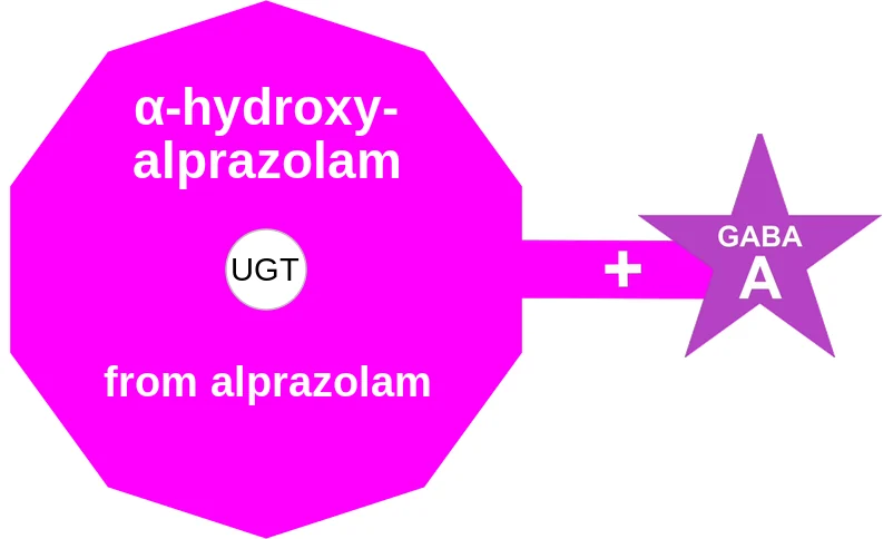 α-hydroxyalprazolam ballicule: receptor binding, kinetics and half-life diagram