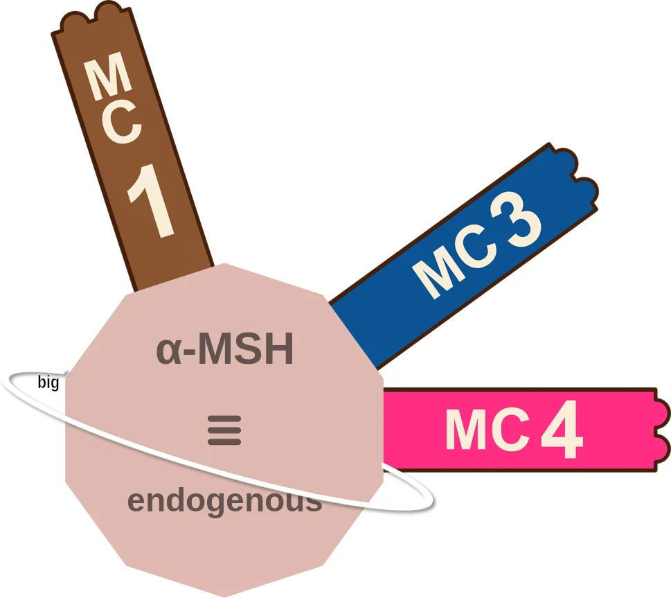 α-MSH ballicule: receptor binding, kinetics and half-life diagram