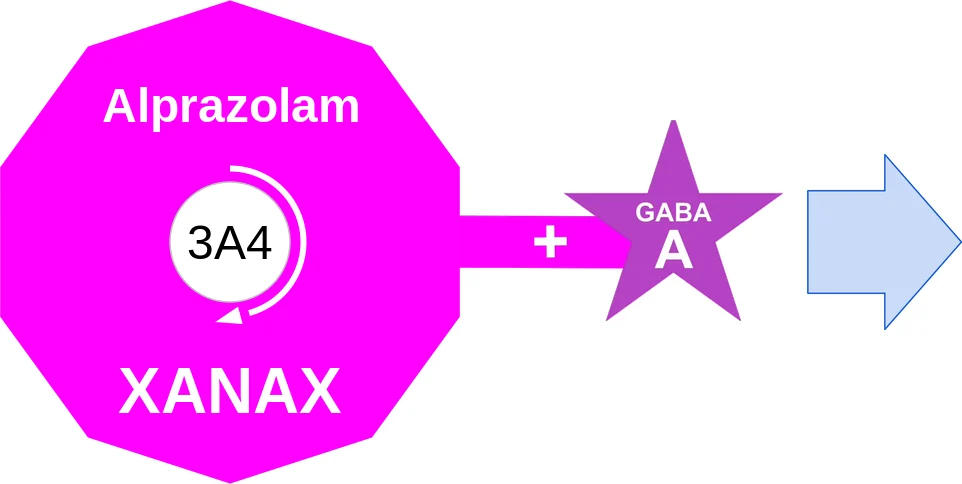 Alprazolam ballicule: receptor binding, kinetics and half-life diagram