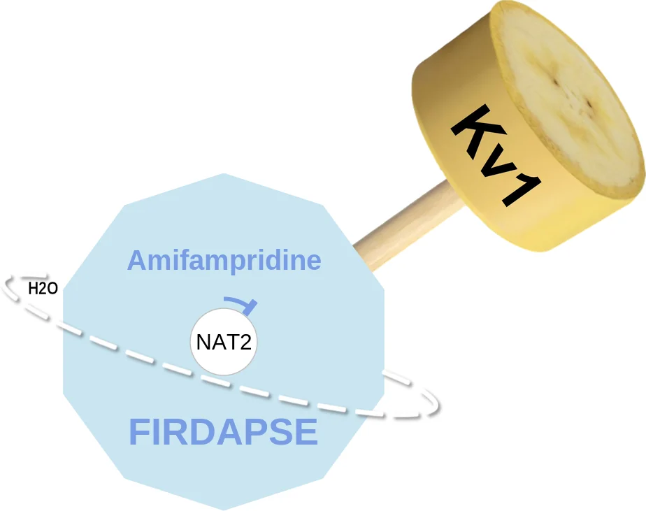 Amifampridine ballicule: receptor binding, kinetics and half-life diagram