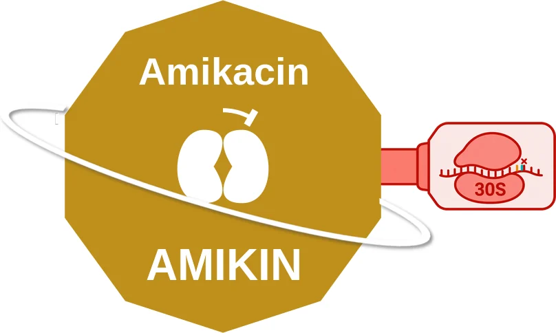 Amikacin ballicule: receptor binding, kinetics and half-life diagram