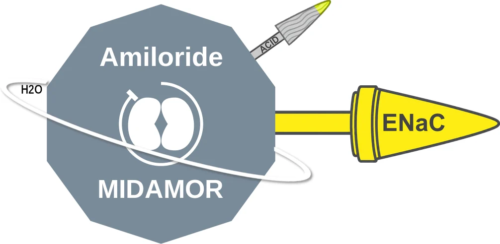 Amiloride ballicule: receptor binding, kinetics and half-life diagram
