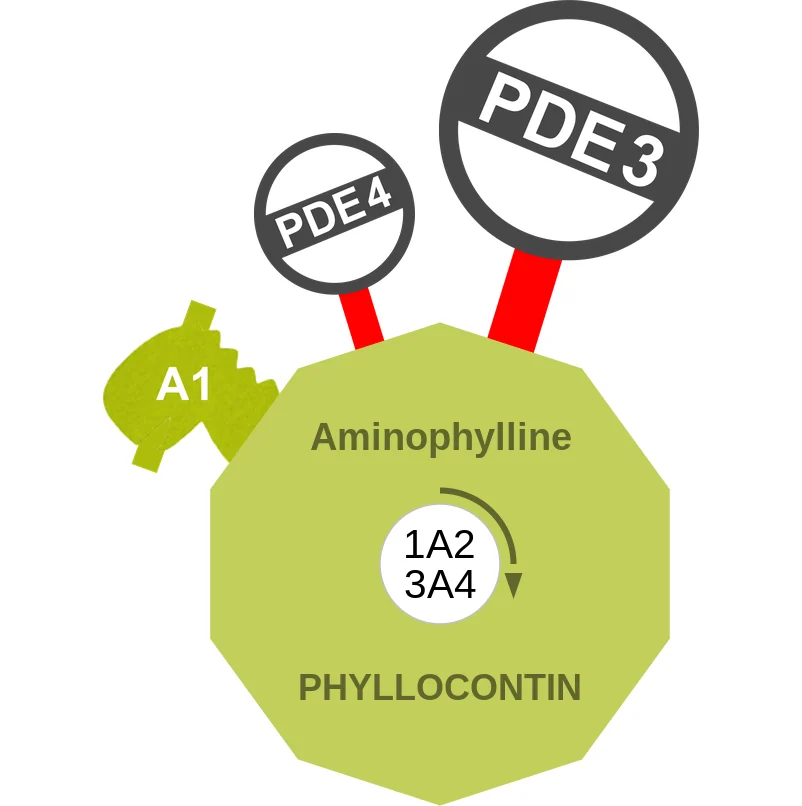 Aminophylline ballicule: receptor binding, kinetics and half-life diagram