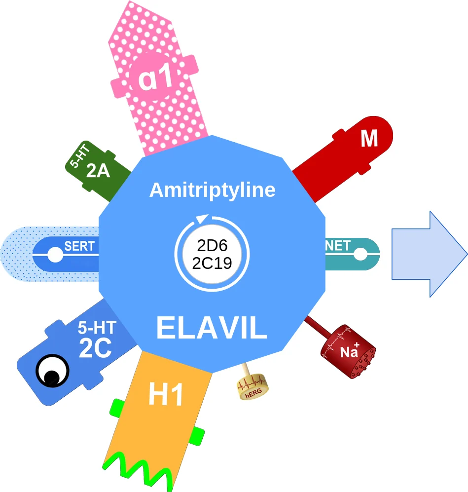 Amitriptyline ballicule: receptor binding, kinetics and half-life diagram