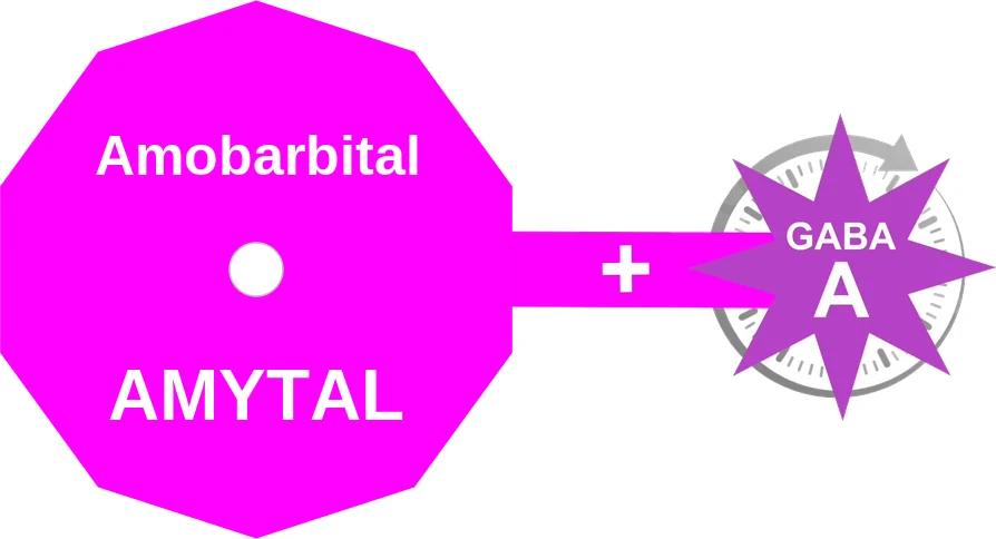 Amobarbital ballicule: receptor binding, kinetics and half-life diagram