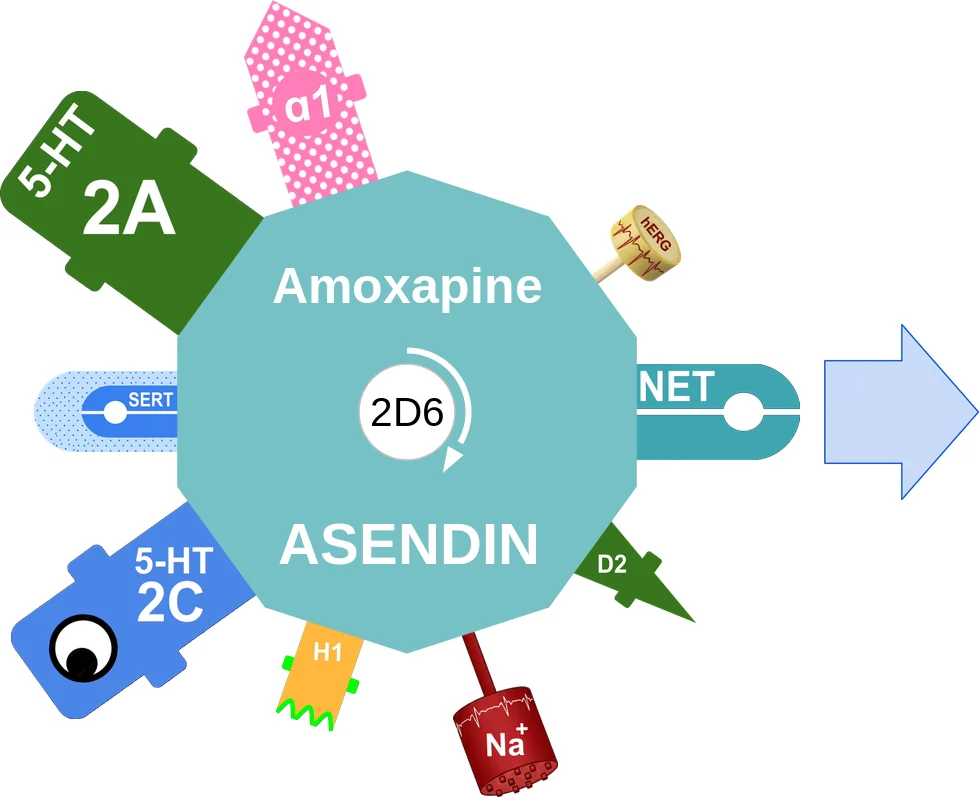 Amoxapine ballicule: receptor binding, kinetics and half-life diagram