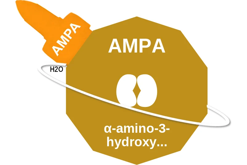 AMPA ballicule: receptor binding, kinetics and half-life diagram