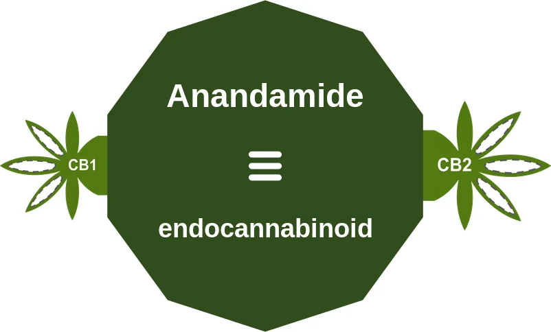 Anandamide ballicule: receptor binding, kinetics and half-life diagram