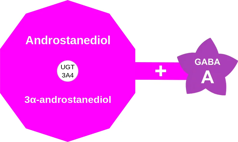 Androstanediol ballicule: receptor binding, kinetics and half-life diagram