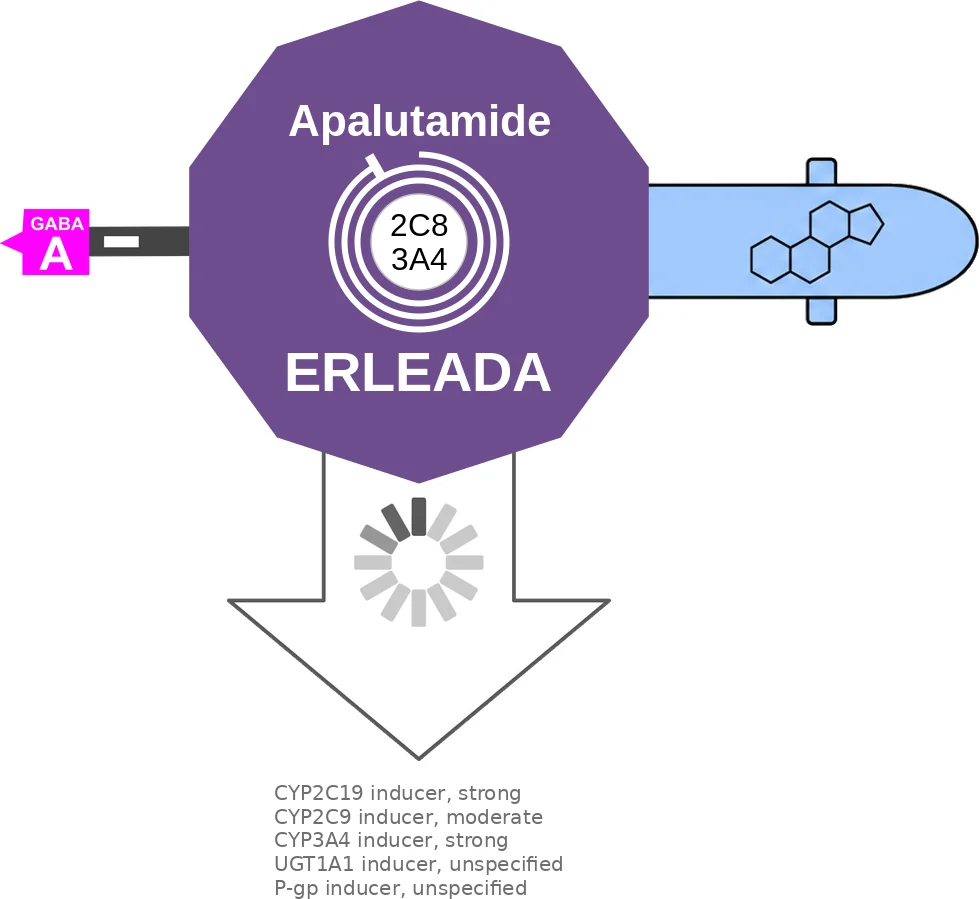 Apalutamide ballicule: receptor binding, kinetics and half-life diagram