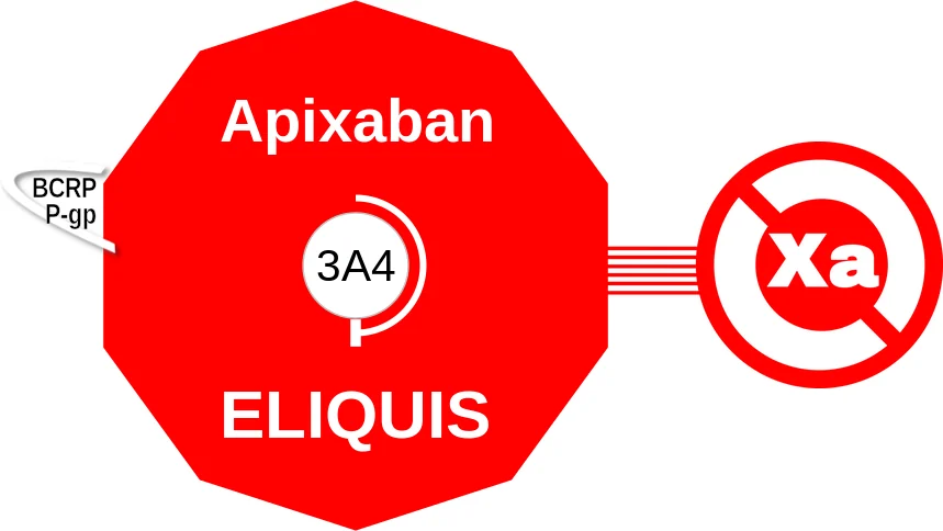 Apixaban ballicule: receptor binding, kinetics and half-life diagram
