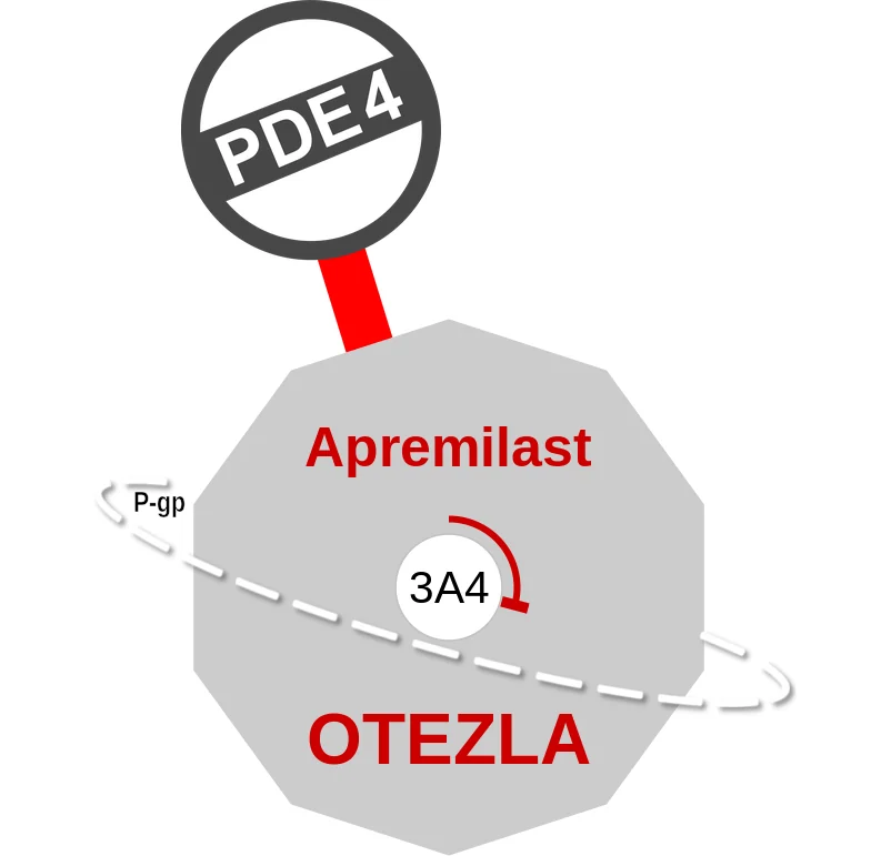 Apremilast ballicule: receptor binding, kinetics and half-life diagram