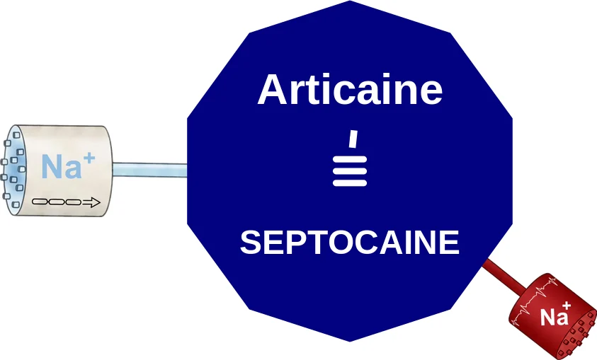 Articaine ballicule: receptor binding, kinetics and half-life diagram