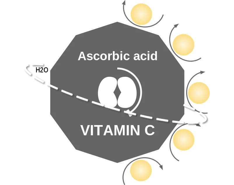 Ascorbic acid ballicule: receptor binding, kinetics and half-life diagram