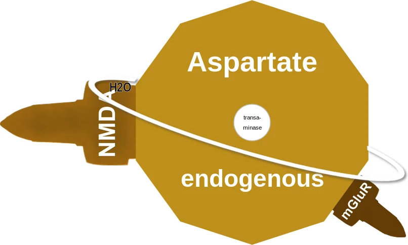 Aspartate ballicule: receptor binding, kinetics and half-life diagram