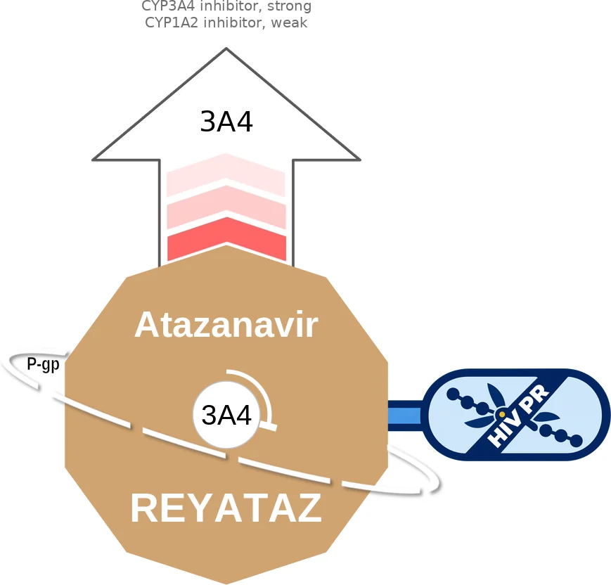 Atazanavir ballicule: receptor binding, kinetics and half-life diagram