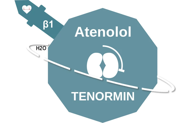 Atenolol ballicule: receptor binding, kinetics and half-life diagram