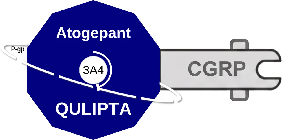 Atogepant ballicule: receptor binding, kinetics and half-life diagram