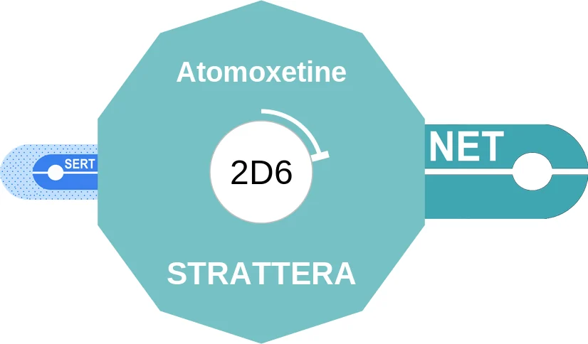 Atomoxetine ballicule: receptor binding, kinetics and half-life diagram