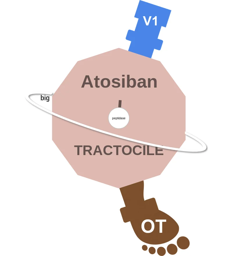 Atosiban ballicule: receptor binding, kinetics and half-life diagram