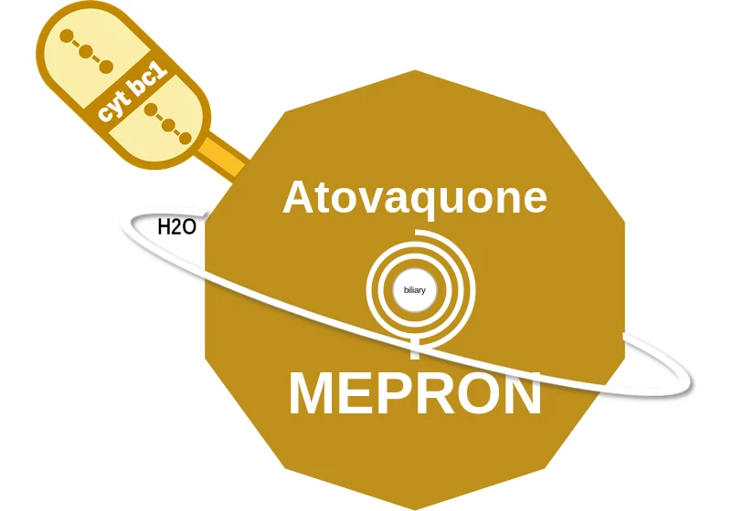 Atovaquone ballicule: receptor binding, kinetics and half-life diagram