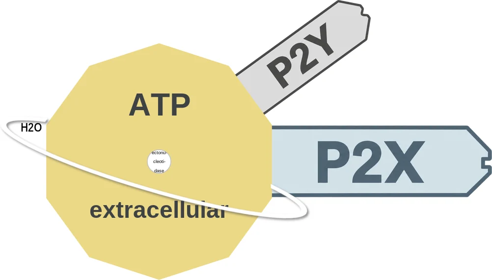 ATP ballicule: receptor binding, kinetics and half-life diagram
