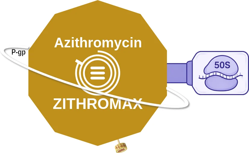 Azithromycin ballicule: receptor binding, kinetics and half-life diagram