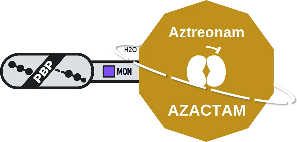 Aztreonam ballicule: receptor binding, kinetics and half-life diagram