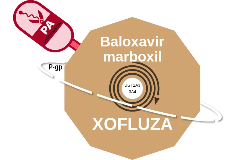 Baloxavir marboxil ballicule: receptor binding, kinetics and half-life diagram