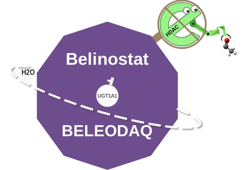 Belinostat ballicule: receptor binding, kinetics and half-life diagram