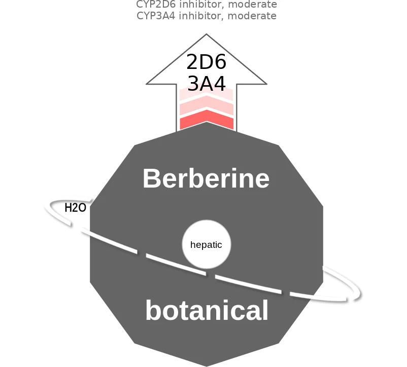 Berberine ballicule: receptor binding, kinetics and half-life diagram